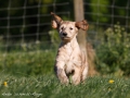 Afghanischer Windhund-Welpe rennend im Garten