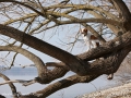 Épagneul Breton sitzend auf Baum am Ammersee