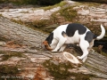 Jack Russell Terrier sucht zwischen Baumstämmen nach Mäusen
