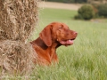 Magyar Vizsla liegend hinter Heuballen