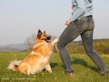 Trick – Knie antippen – Training mit Islandhund