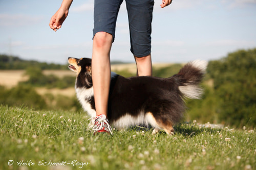 Dog Dancing mit Sheltie